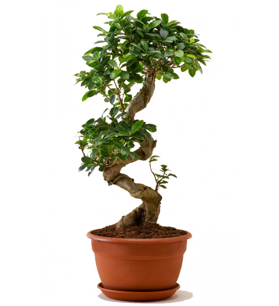 Ficus Bonsai 70 cm