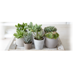 Kaktüsler & Succulent