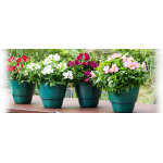 Çiçekli ev bitkileri