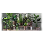 Yeşil Yapraklı bitkiler